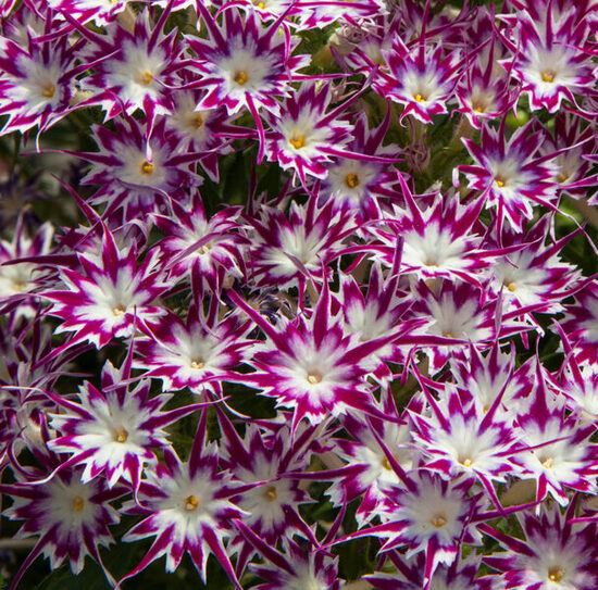 Vasaras floksis 'Popstars Purple With Eye'